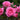 Pink roses with water droplets on a blurred green background