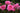 Pink roses with water droplets on a blurred green background