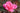 A close-up of a blooming pink rose with layered petals, surrounded by dark reddish-brown leaves and stems against a softly blurred natural background.