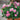 Potted rose with pink flowers and green leaves on a blurred background