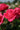 Close-up of deep pink roses with a blurred green background
