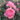 A close-up of a pink rose bloom in full flower, surrounded by green leaves and other blurred pink roses in the background.