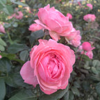 Flora Colonia™
