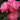 A close-up of a cluster of pink roses with layered petals and dark green leaves, photographed outdoors against a softly blurred garden background.