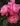 A close-up of a cluster of pink roses with layered petals and dark green leaves, photographed outdoors against a softly blurred garden background.