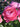 A close-up of a blooming pink rose with layered petals in full bloom, surrounded by green leaves and other blurred roses in the background.