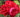Close-up of red roses with a blurred green background