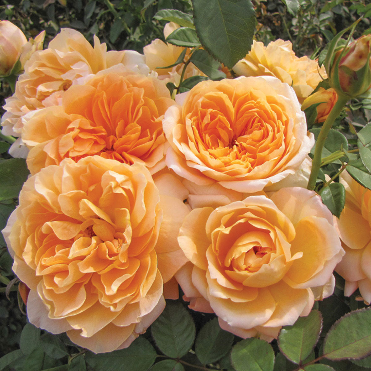 Amber Coloured Roses Forever Amber™ – Lakeview Roses