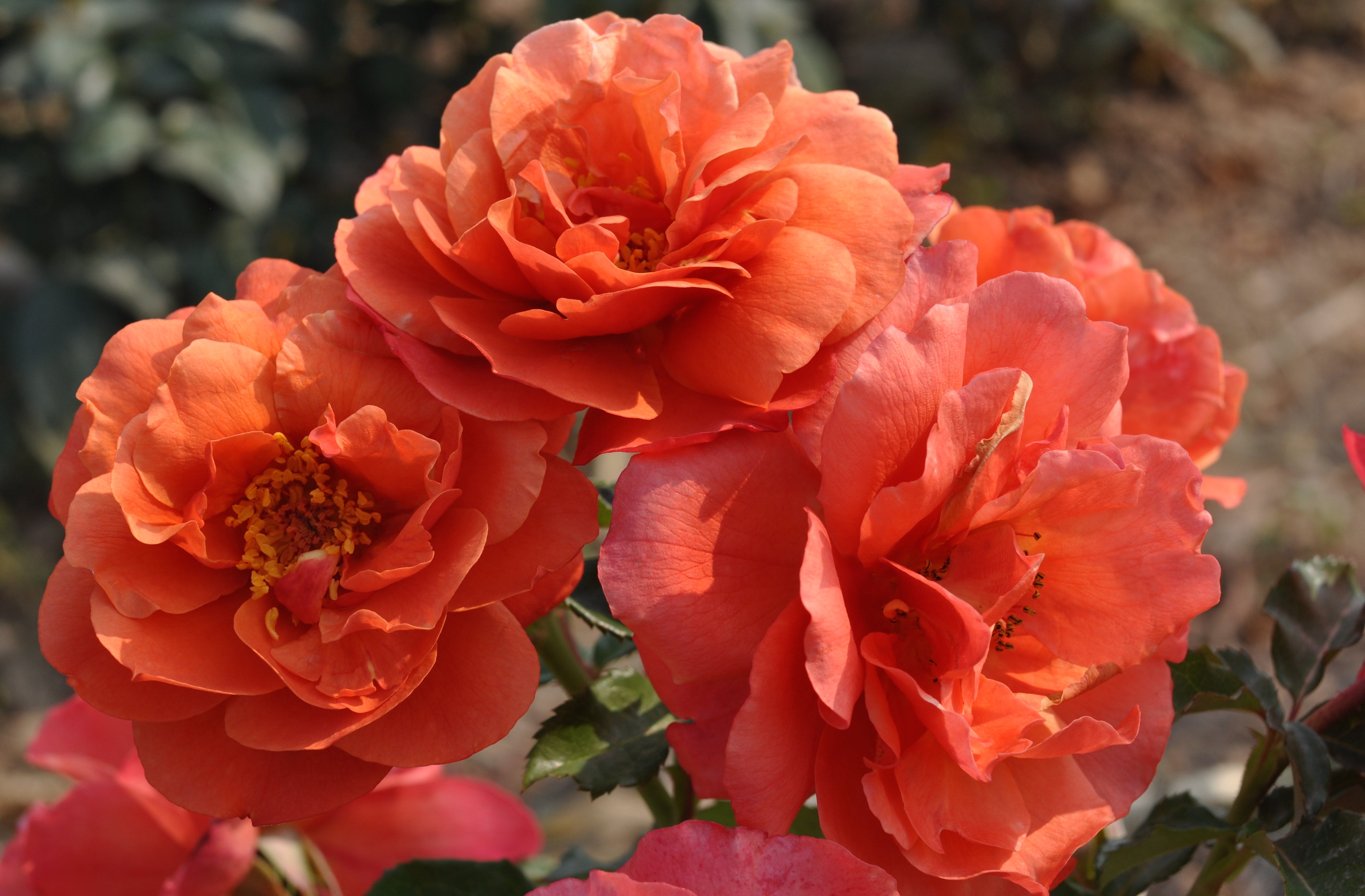 Lady Blake Roses Foxy Lady – Lakeview Roses
