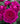 A close-up of a deep magenta-purple rose in full bloom, surrounded by other dark pink roses and green foliage.