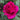 A close-up of a vibrant magenta-pink rose bloom with water droplets on its petals, surrounded by green rose leaves and foliage.