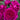 A close-up of a vibrant magenta-pink rose in full bloom, surrounded by green leaves and other blooming roses in the background.