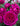 A close-up of a vibrant magenta-pink rose in full bloom, surrounded by green leaves and other blooming roses in the background.
