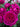 A close-up of a vibrant magenta-pink rose in full bloom, surrounded by green leaves and other blooming roses in the background.