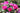 Vibrant pink rose blooms with green leaves in a garden setting, featuring a soft blurred background.