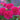 Close-up of vibrant pink roses with a blurred garden background