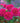Close-up of vibrant pink roses with a blurred garden background