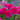 Close-up of vibrant pink frilly roses with a blurred background