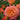 A close-up of a peach and pink rose bloom with other buds and green foliage in a garden setting.