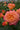 A close-up of a peach and pink rose bloom with other buds and green foliage in a garden setting.