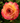 A close-up of a blooming rose with layered petals fading from deep pink to warm yellow, surrounded by dark green leaves with water droplets.