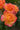 Close-up of vibrant orange and pink roses with green leaves in a garden setting.