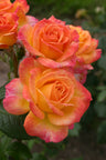 Garden Delight™