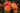 Close-up of vibrant orange and pink roses with green leaves in a garden setting.
