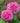 Two pink roses with a green leafy background