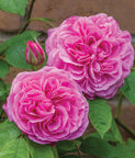 Gertrude Jekyll®