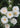 White flowers with yellow centers on a green background