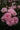 A close-up cluster of light pink roses with layered petals and dark green leaves, photographed in a garden setting with softly blurred background flowers.