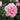 A close-up of a light pink rose in full bloom with green leaves and buds, photographed in a garden setting.