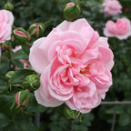 Fairytale® Home & Garden™