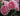 Close-up of pink roses with layered petals and dark green leaves, photographed outdoors with soft natural light.