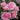 A close-up cluster of light pink roses with dark green leaves, photographed in a garden setting with a softly blurred background of more pink flowers.