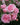 A close-up cluster of light pink roses with dark green leaves, photographed in a garden setting with a softly blurred background of more pink flowers.