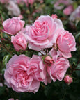 Fairytale® Home & Garden™