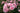Pink rose bush in full bloom with clusters of soft pink flowers and green leaves in an outdoor garden setting.
