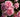 Close-up of a cluster of light pink roses in full bloom with green foliage in the background.