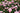 A dense cluster of light pink roses blooming in a garden bed with green foliage.