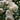 A close-up of cream to off-white roses with soft blush centers, surrounded by dark green leaves in a garden setting.