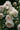 A close-up of cream to off-white roses with soft blush centers, surrounded by dark green leaves in a garden setting.