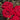 Cluster of red roses with frilly petals and green leaves in the background. 