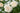 Close-up of white roses with green leaves on a blurred natural background