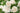 Close-up of white roses in full bloom with green leaves, photographed outdoors against a softly blurred light background.