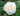 A close-up of a white rose with a pale yellow center, surrounded by green leaves.