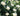 White roses in full bloom on a rose bush with green leaves in a garden setting.