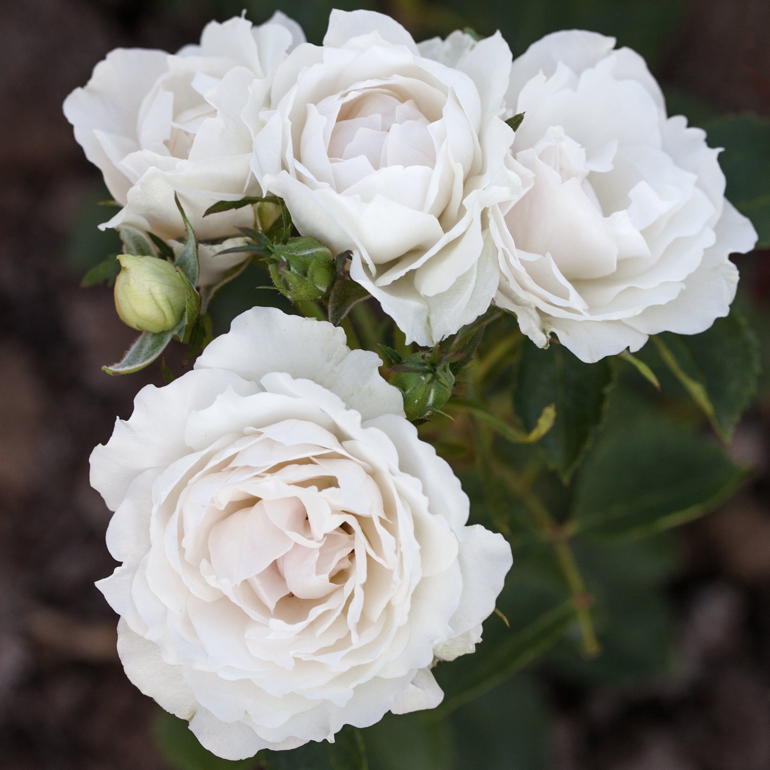 Sun Cap Roses Icecap™ – Lakeview Roses