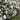 A dense flowering rose bush covered in many large white blooms with green leaves, growing in a garden on grass.